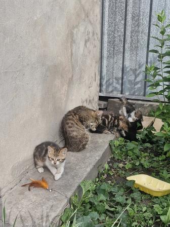 Котят отдам в хорошие руки окрас мраморный