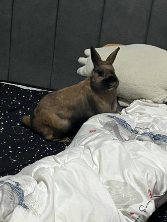 Отдам декоративного кролика мальчик стерилизован, ручной,бесплатно в связи