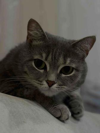 Отдам котика в хорошие руки