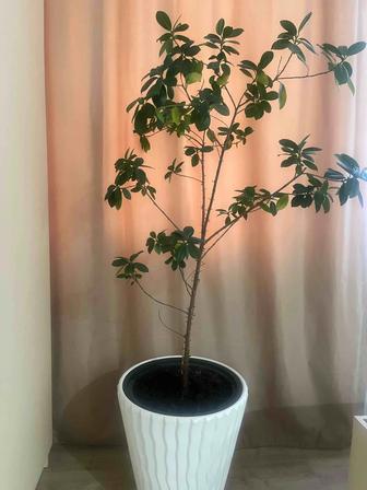 Цветы комнатные