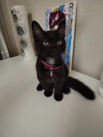 Отдам в добрые руки котенка-метиса!