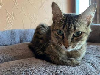 Ласковый тихий котик