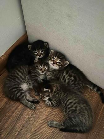 Отдам котят в хорошие руки , смесь бенгала