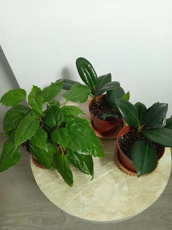 Комнатные растения