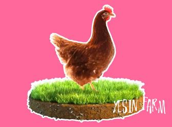 Инкубационные яйца несушка ломан браун быстрый рост