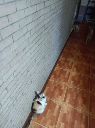 Кошки