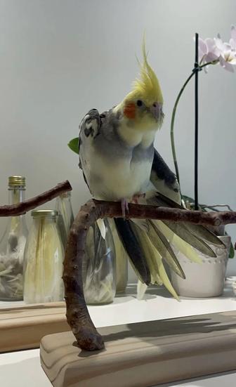 Продам попугая