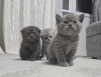 Продаются породистые котята