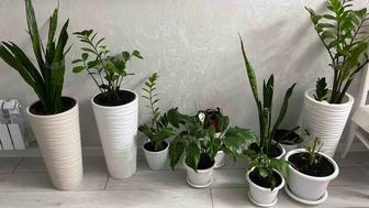 Продам комнатные цветы