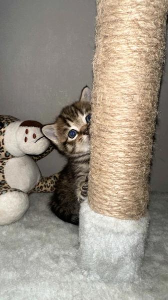 Продам котенка