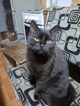 Отдам даром кошка