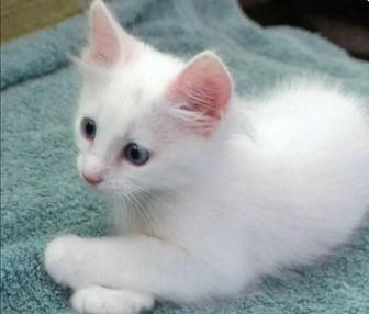 Котейка