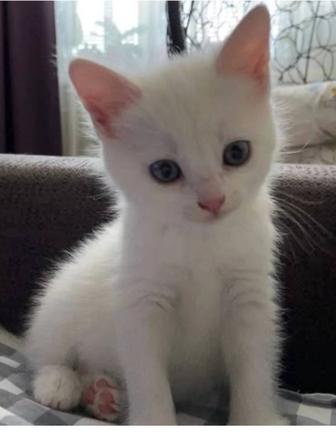 Ласковый котенок