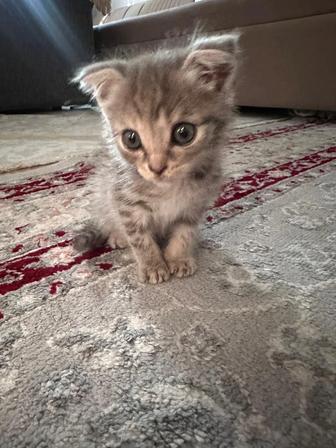 Котенок