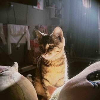 Отдам котенка