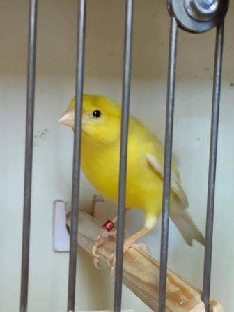 Кенар овсяночного напева