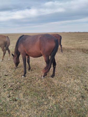 Жылқы сатылады
