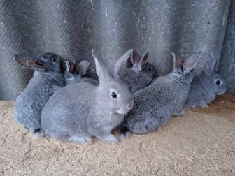 Крольчата
