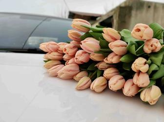 Тюльпаны Голландия