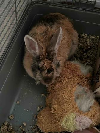 Кролик декоративный