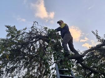 Спил обрезка деревьев Опрыскивание агаш кесемиз кыскартамызба