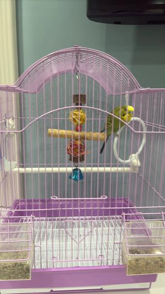 Продам попугайчика