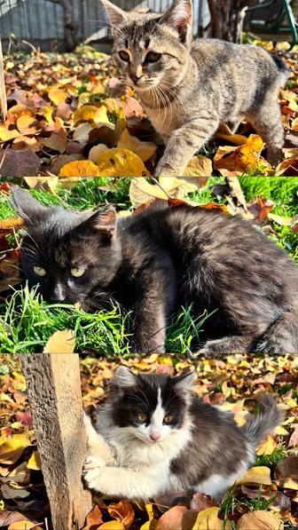 Отдам котят в хорошие руки