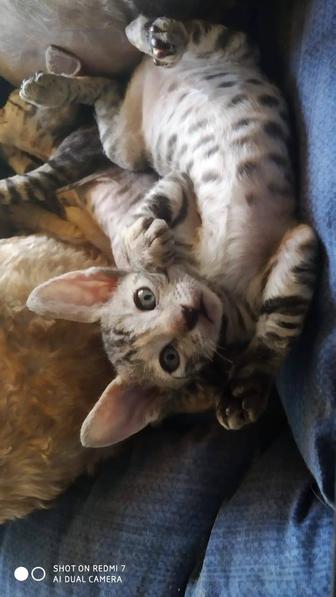 Продам котят породы корниш-рекс