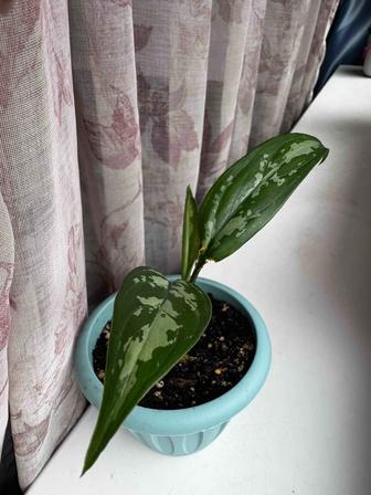 Аглаонема Мария