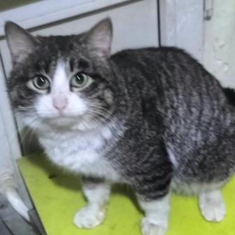 Котик кастрат