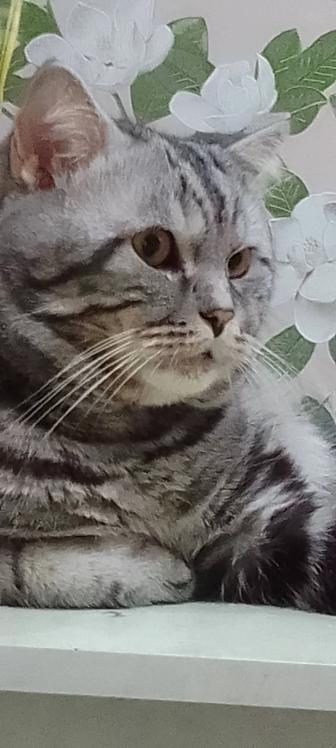Шотландский котик приглашает на вязку