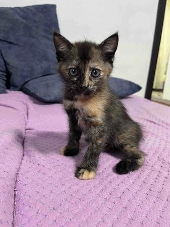 Отдам котенка в добрые руки