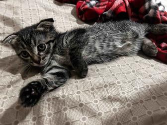 Отдаются в добрые руки котята (8 недель)