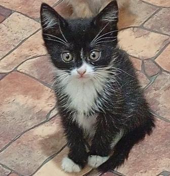 Котенок ищет семью. Черный смокинг