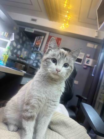 Отдам кошку в хорошие руки