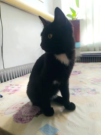 Котенок в ответственные руки