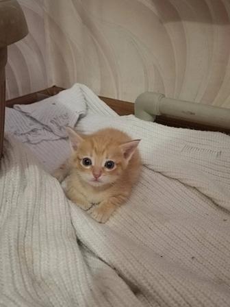 Отдам котят в добрые руки