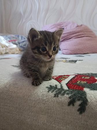 Отдам котенка в добрые руки