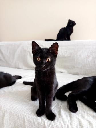 Отдам добрым людям котят. девочки.