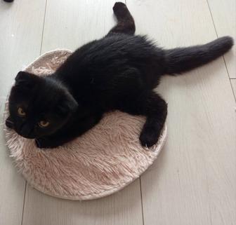 Отдам добрым людям котенка девочка.