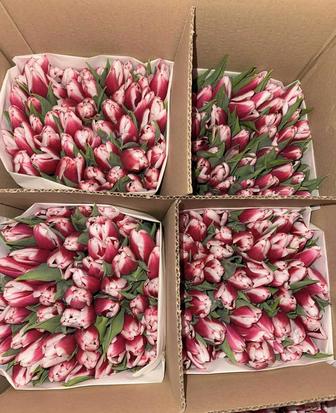 отборные тюльпаны