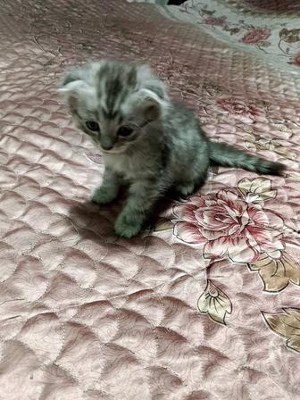 Продаю котят