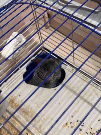 Продам шиншиллу