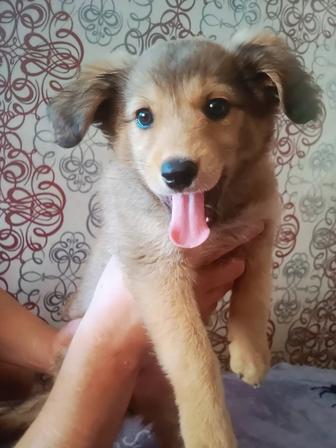 Отдам щенка девочку