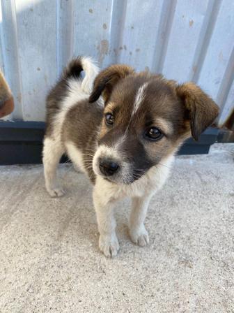 Собака девочка