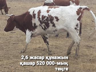 2-бас бар саттық, 2,6-жасар құнажын қашар және сиыр