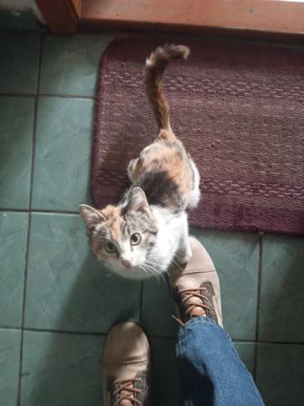 Найдена кошка очень ласковая