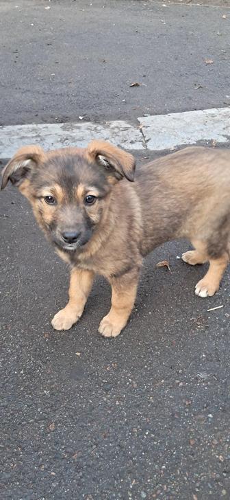 Щенки 2 месяца