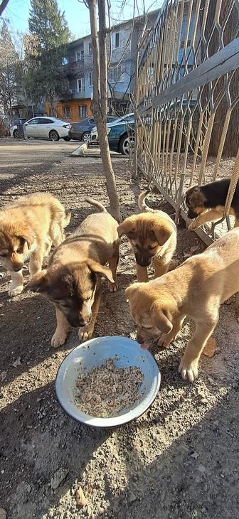 Щенки 2,5 месяца