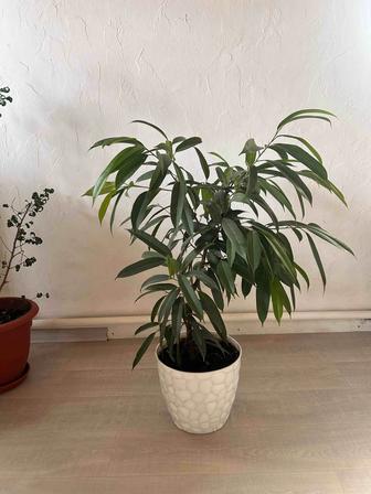 Продам Фикусы Бенджамина 1 метр